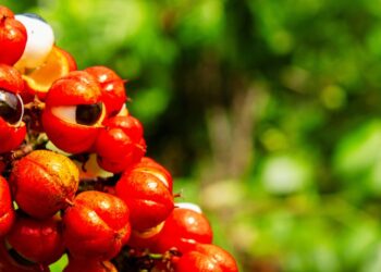 Guaraná: benefícios, usos medicinais e como utilizar no dia a dia