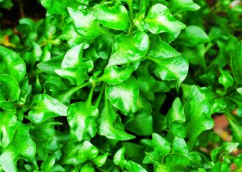 Minari: benefícios, usos medicinais e como utilizar no dia a dia