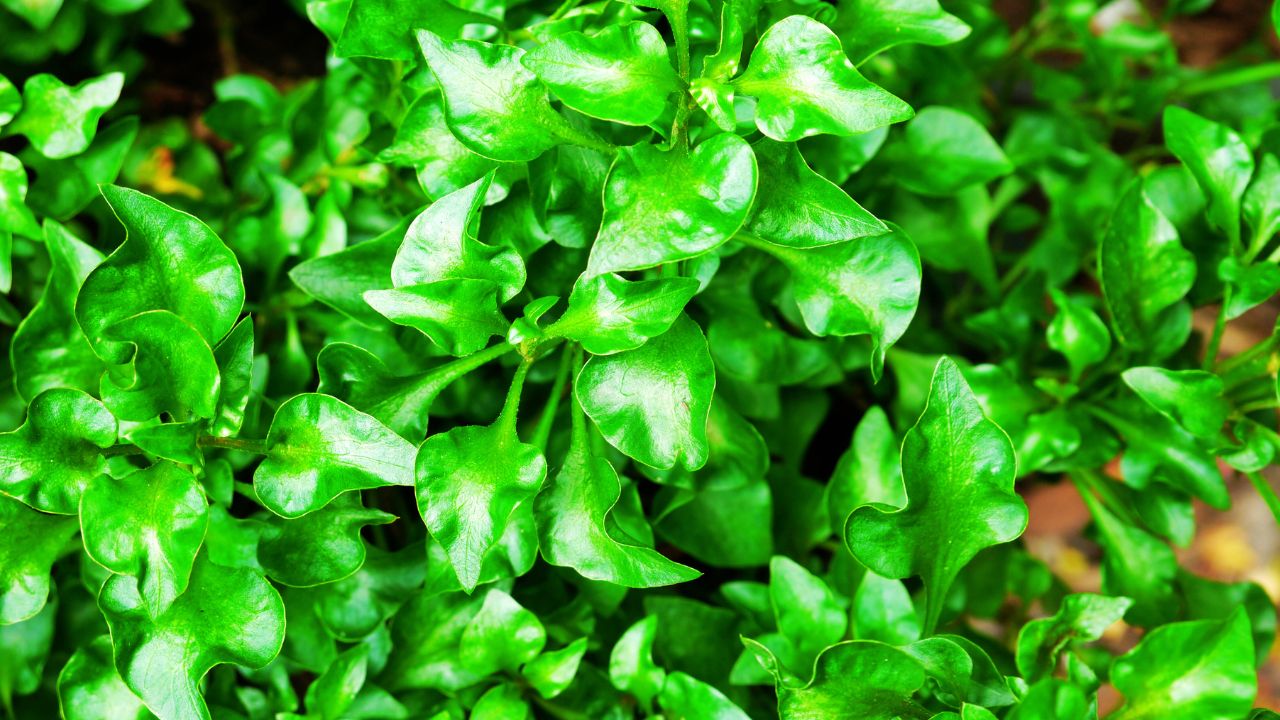 Minari: benefícios, usos medicinais e como utilizar no dia a dia