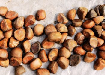 Andiroba: benefícios, usos medicinais e como utilizar no dia a dia