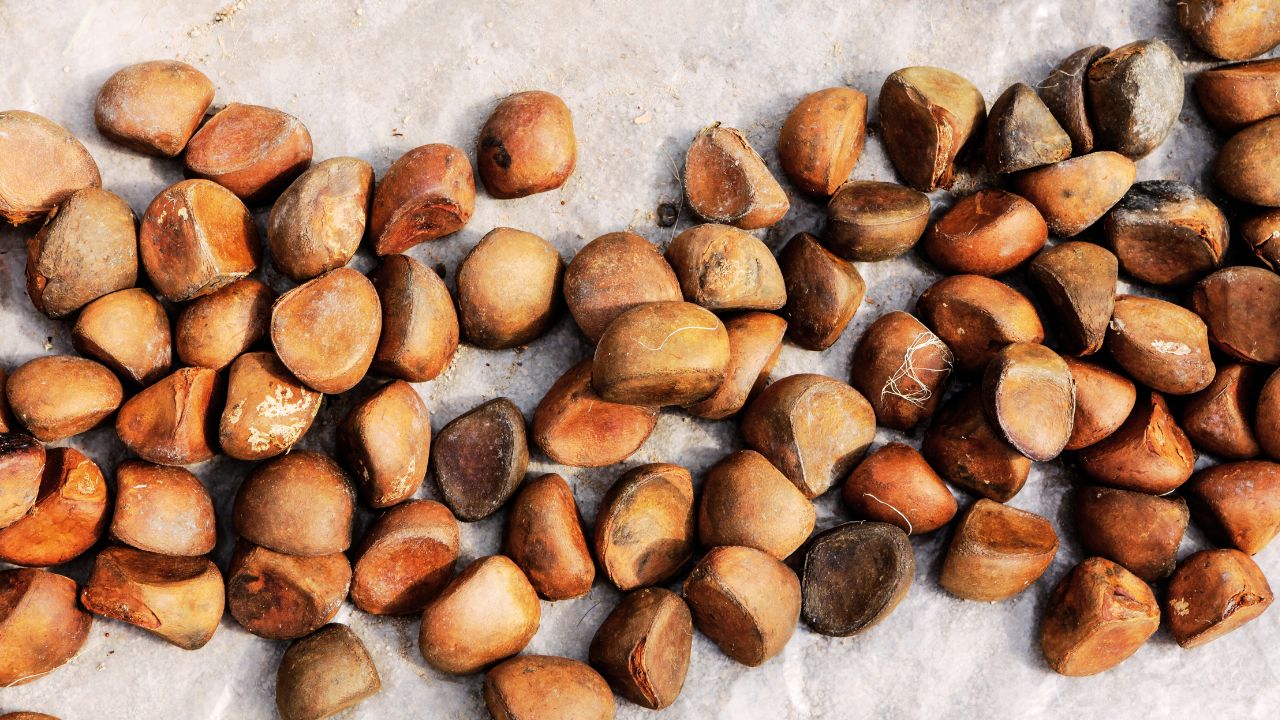 Andiroba: benefícios, usos medicinais e como utilizar no dia a dia