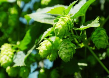 Lúpulo: benefícios, usos medicinais e como utilizar no dia a dia