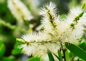 Melaleuca: benefícios, usos medicinais e como utilizar no dia a dia