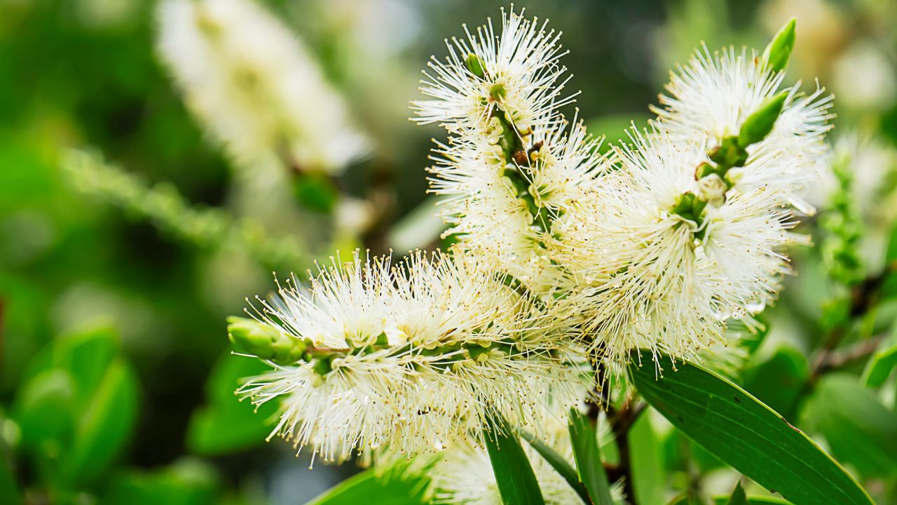 Melaleuca: benefícios, usos medicinais e como utilizar no dia a dia