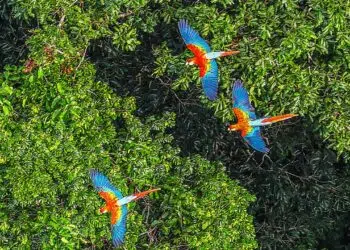 Amazônia sob ameaça: por que o futuro do planeta depende da preservação da floresta