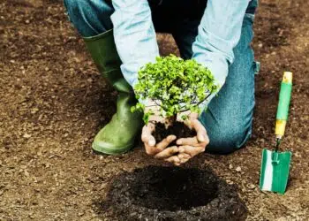 Reflorestamento e desmatamento: impactos, desafios e como recuperar ecossistemas