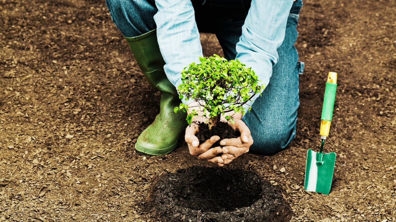 Reflorestamento e desmatamento: impactos, desafios e como recuperar ecossistemas