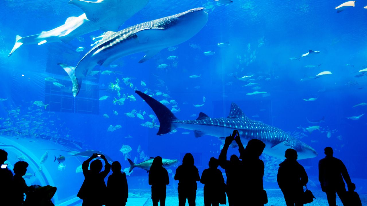 Zoológicos e aquários: da exibição à conservação e educação ambiental