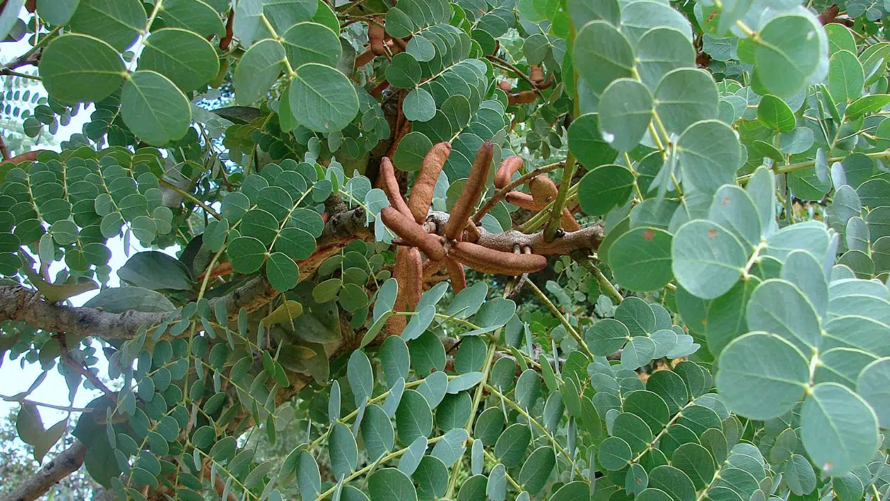 Barbatimão: benefícios, usos medicinais e como utilizar no dia a dia