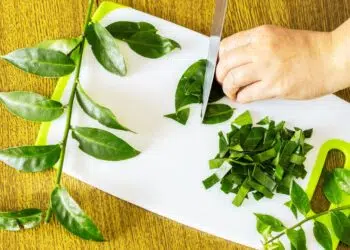 Ora-pro-nóbis: a carne dos pobres e o superalimento do futuro