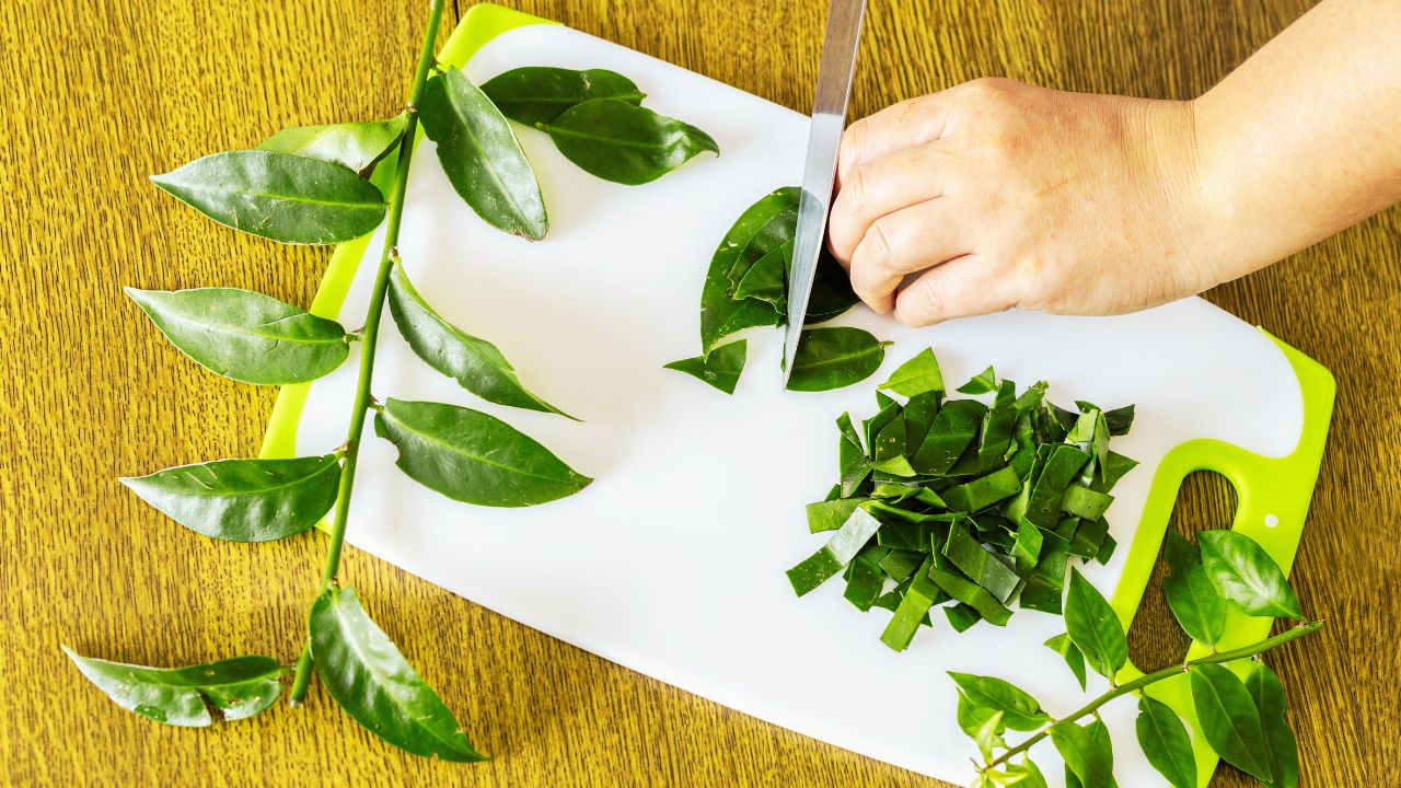 Ora-pro-nóbis: a carne dos pobres e o superalimento do futuro