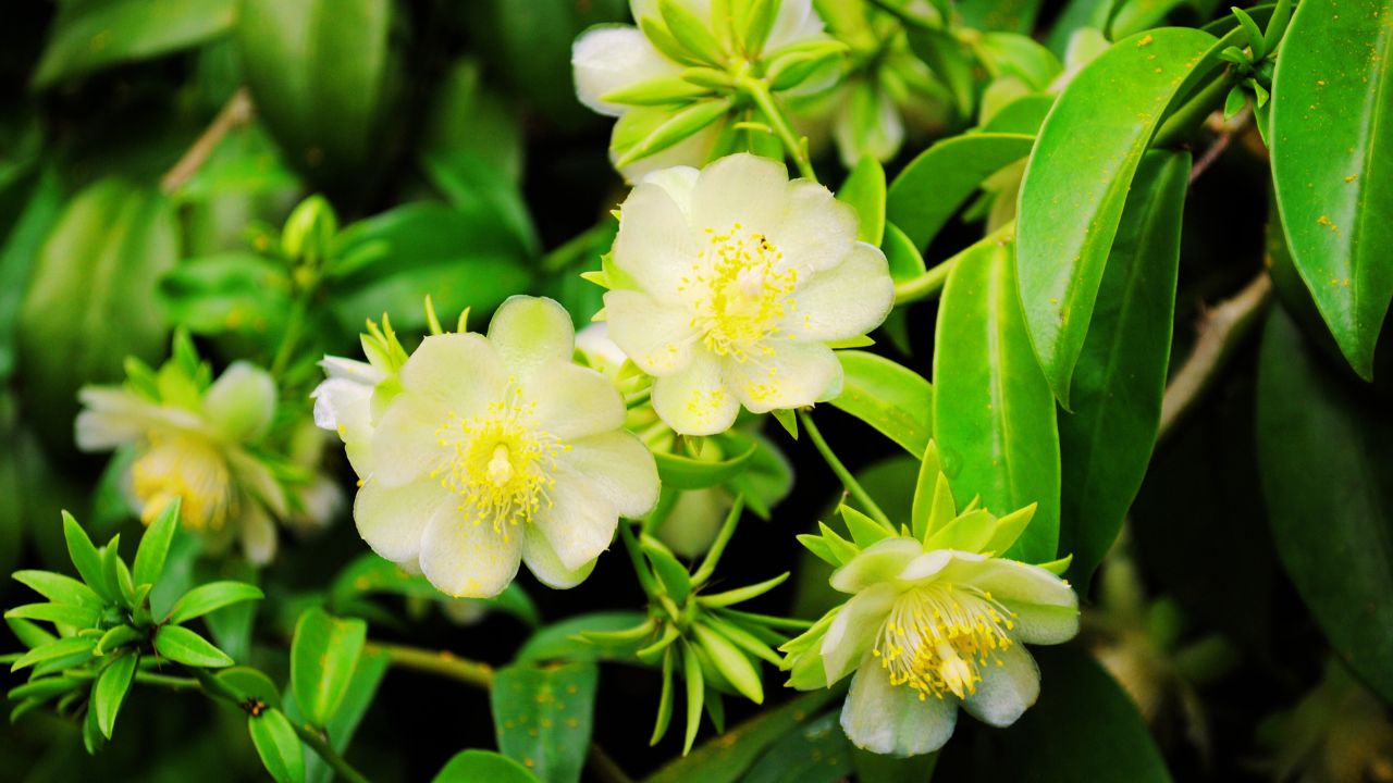 Ora-pro-nóbis: benefícios, usos medicinais e como utilizar no dia a dia