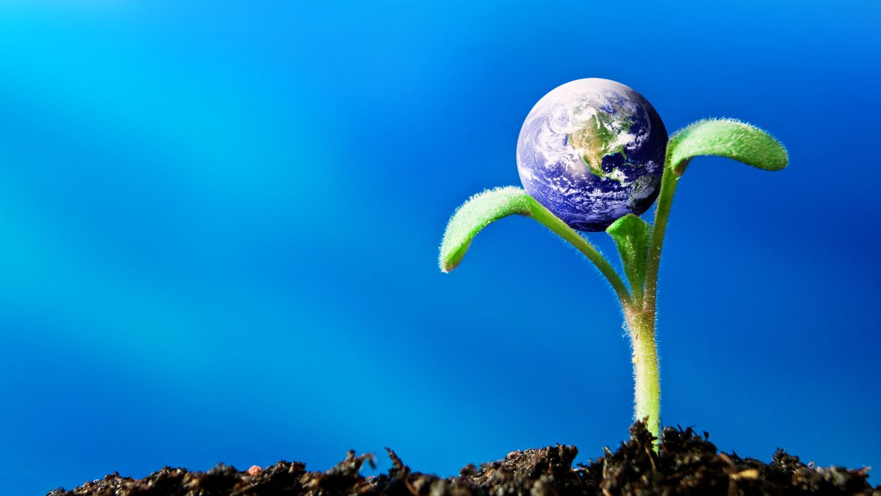 Ora-pro-nóbis e sabedoria ancestral: como plantas alimentícias não convencionais apontam caminhos para o futuro