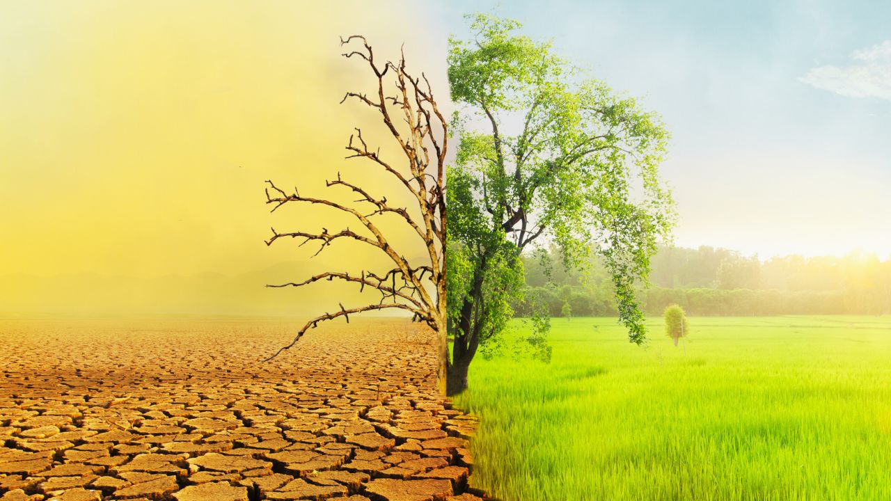 Crise climática ameaça causar extinção em massa, alerta especialista britânico