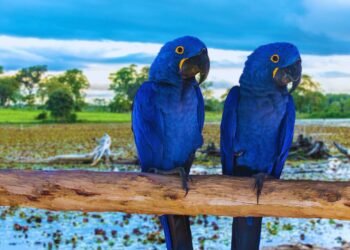 Captura e domesticação ameaçam animais silvestres no Brasil