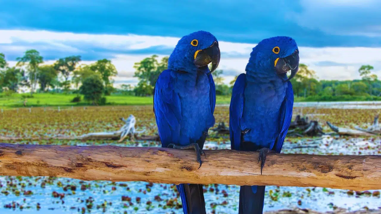 Captura e domesticação ameaçam animais silvestres no Brasil