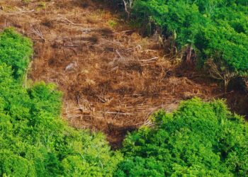 Desmatamento no Brasil cai 32,4% em 2024, mas especialistas alertam para desafios persistentes