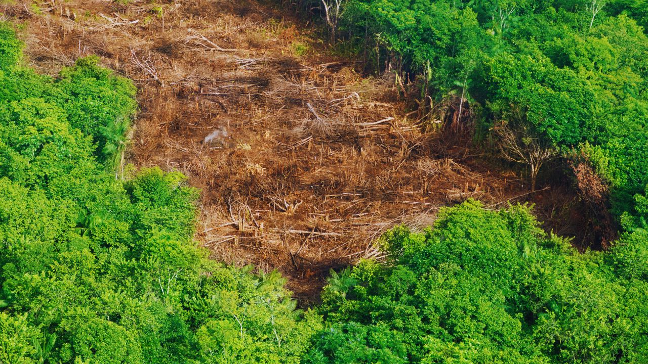 Desmatamento no Brasil cai 32,4% em 2024, mas especialistas alertam para desafios persistentes