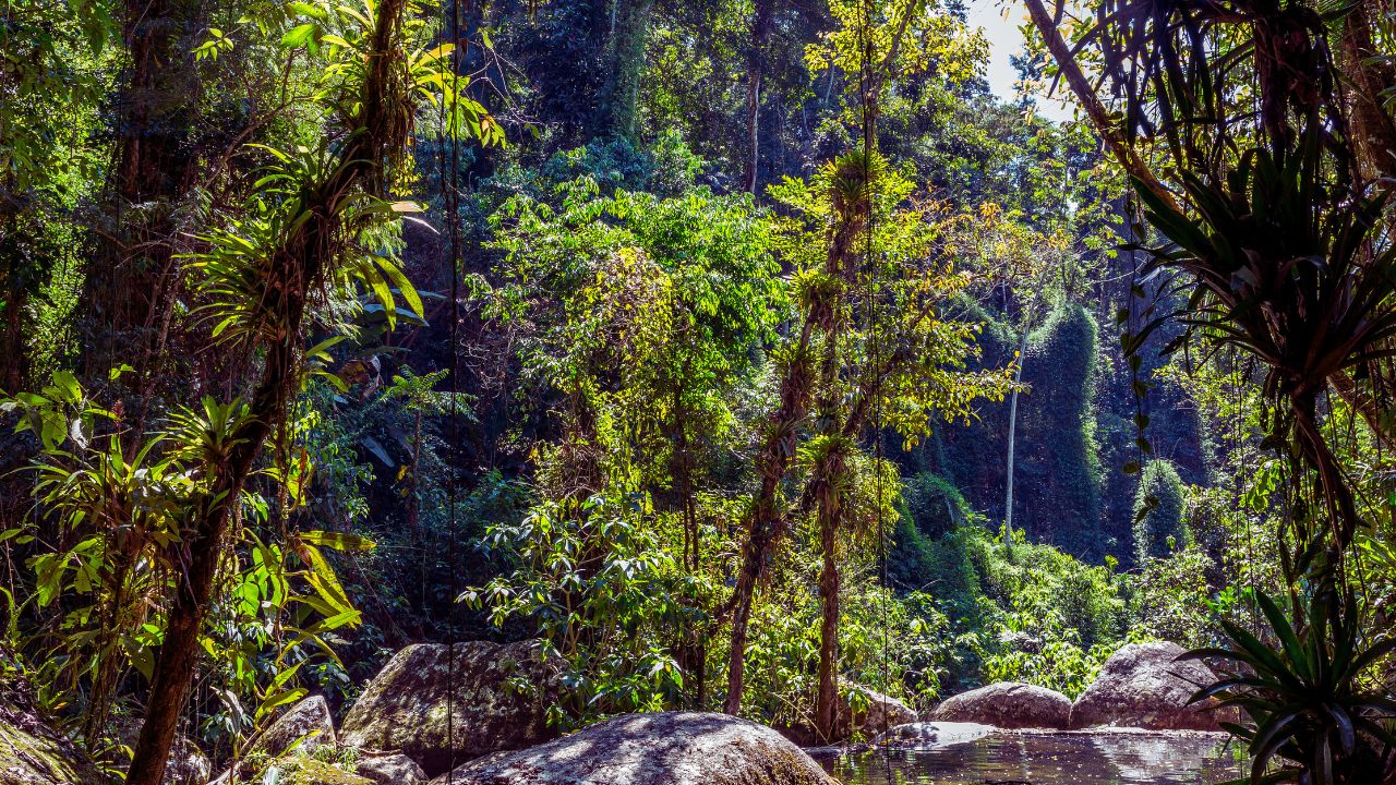 Mata Atlântica: desmatamento cai, mas perigo às florestas maduras persiste