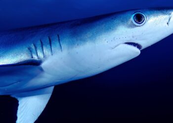 O silêncio do mar: pesca do tubarão-azul expõe ameaça à vida marinha