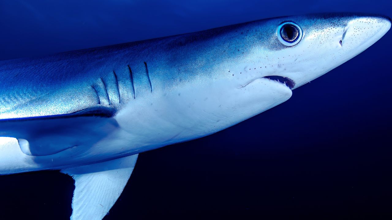 O silêncio do mar: pesca do tubarão-azul expõe ameaça à vida marinha