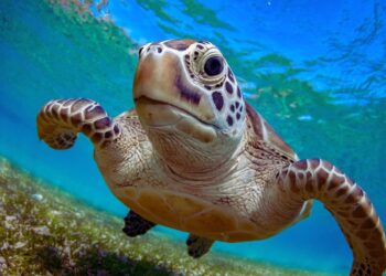 Como a poluição luminosa ameaça a sobrevivência das tartarugas marinhas