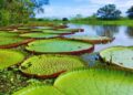 Estados da Amazônia Legal podem arrecadar até US$ 21,6 bilhões com créditos de carbono se reduzirem o desmatamento até 2030.