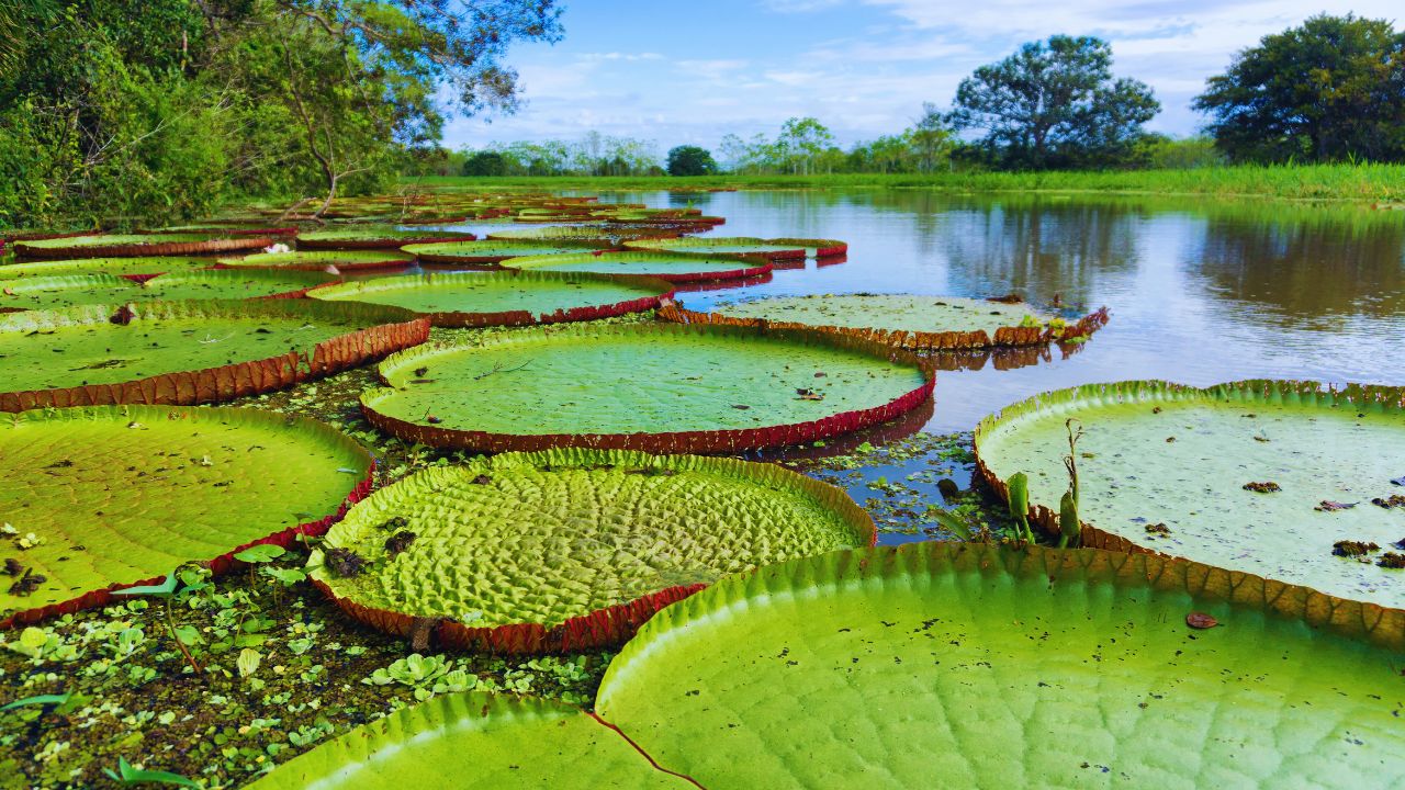Estados da Amazônia Legal podem arrecadar até US$ 21,6 bilhões com créditos de carbono se reduzirem o desmatamento até 2030.