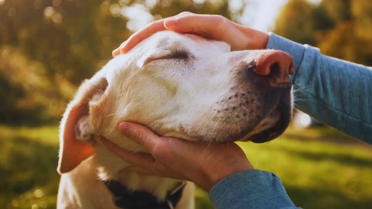 Amarelo: o conto sobre um cão que devolveu a esperança a um homem invisível