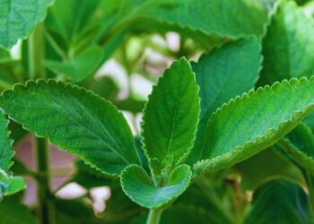 Boldo: benefícios, usos medicinais e como utilizar no dia a dia