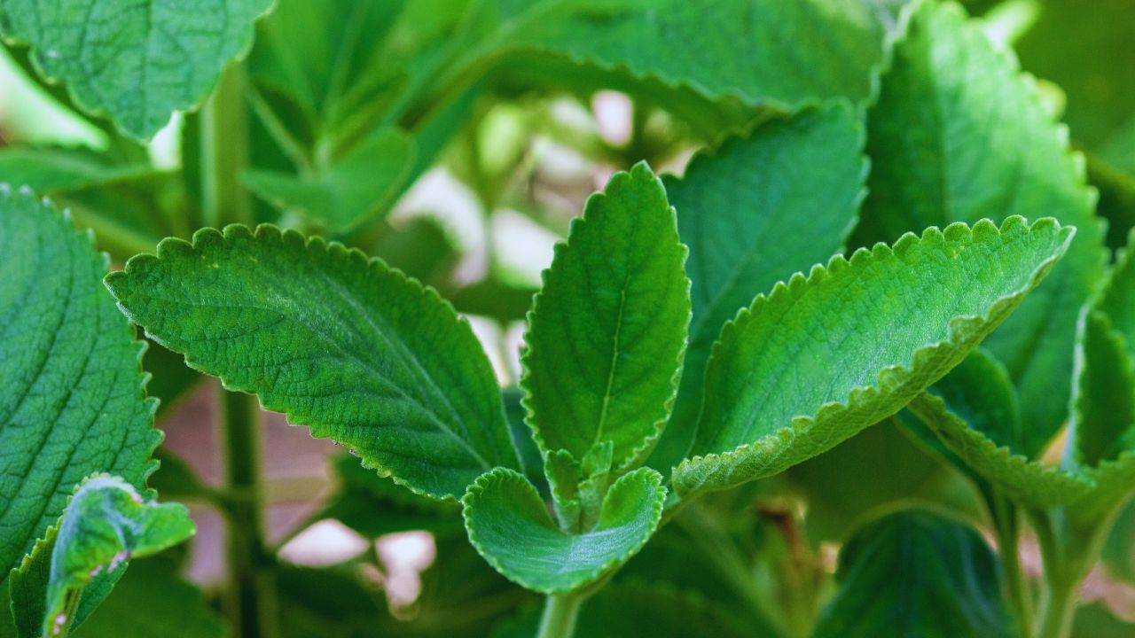 Boldo: benefícios, usos medicinais e como utilizar no dia a dia