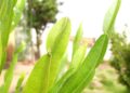 Panela‑índia: benefícios, usos medicinais e como utilizar no dia a dia