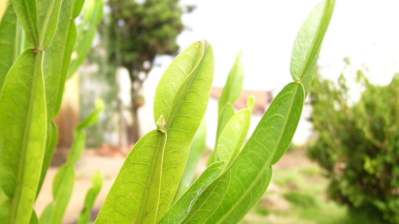 Panela‑índia: benefícios, usos medicinais e como utilizar no dia a dia