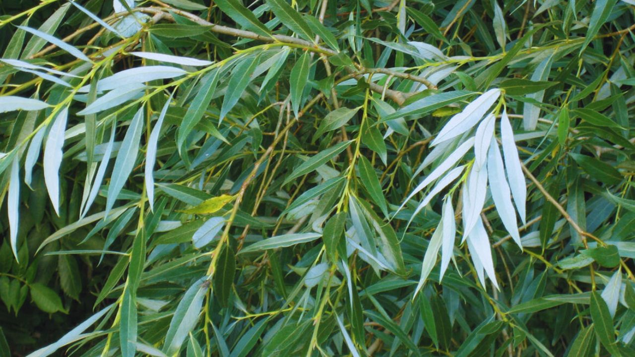 Salgueiro: benefícios, usos medicinais e como utilizar no dia a dia