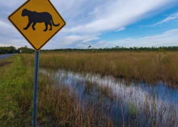 Fauna atropelada: a emergência silenciosa nas estradas brasileiras