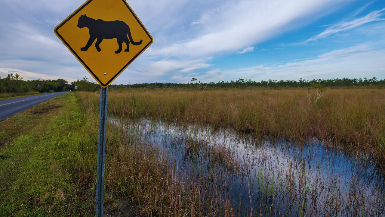 Fauna atropelada: a emergência silenciosa nas estradas brasileiras