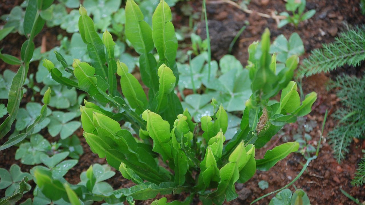 Carqueja: benefícios, usos medicinais e como utilizar no dia a dia