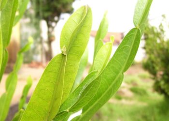 Panela‑índia: benefícios, usos medicinais e como utilizar no dia a dia