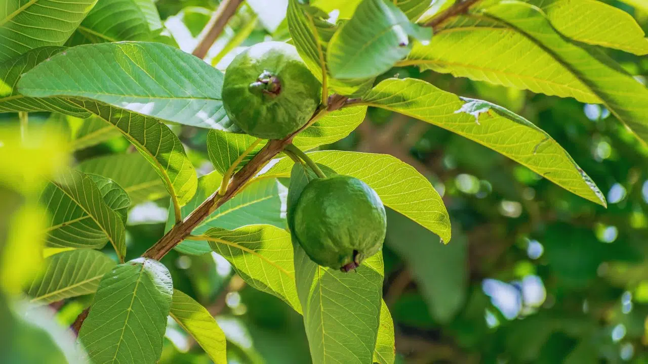 Folha de goiaba: benefícios, usos medicinais e como utilizar no dia a dia