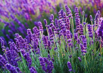 Lavanda: benefícios, usos medicinais e como utilizar no dia a dia