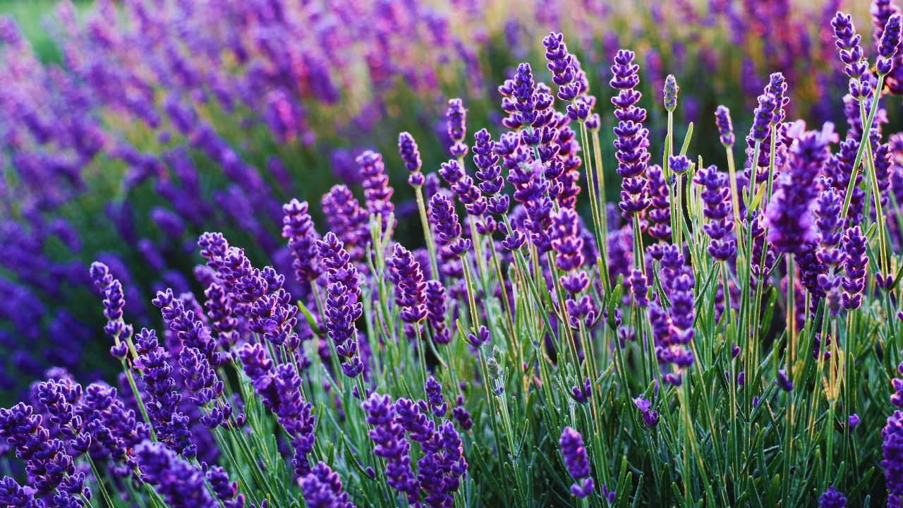 Lavanda: benefícios, usos medicinais e como utilizar no dia a dia