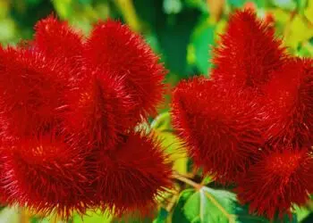 Urucum: benefícios, usos medicinais e como utilizar no dia a dia
