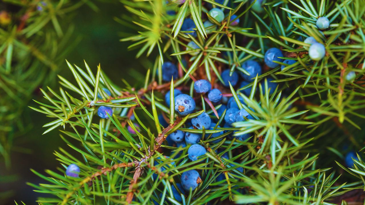 Zimbro: benefícios, usos medicinais e como utilizar no dia a dia