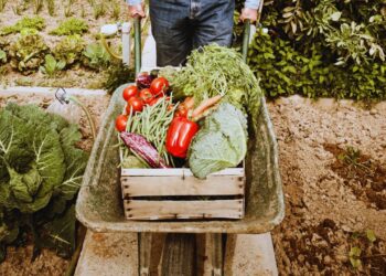 Agricultura familiar recebe R$ 60 milhões do BNDES para bioinsumos