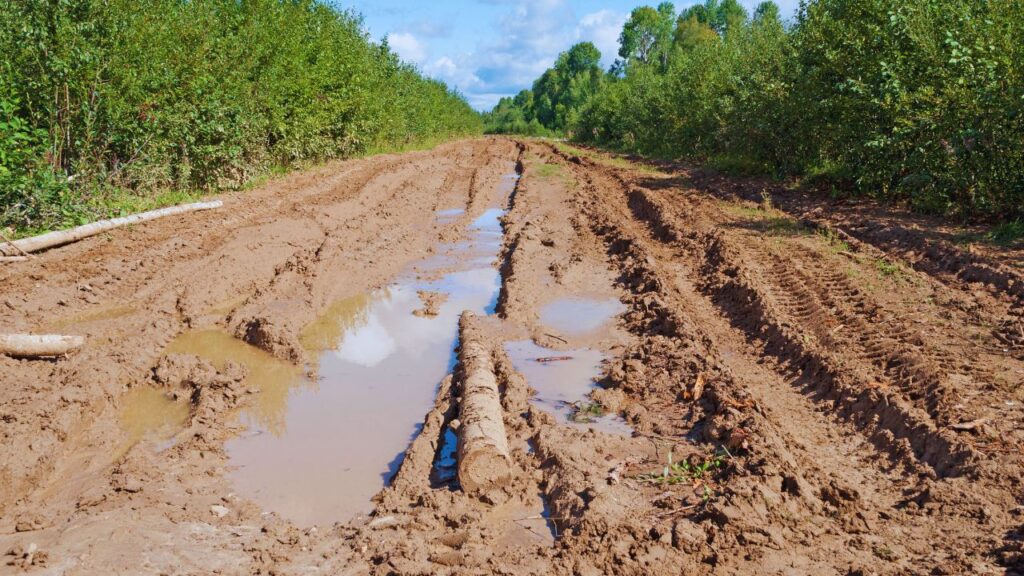 Avenida Liberdade, a estrada que corta a floresta para a COP30
