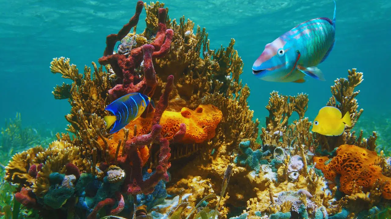 Calor, acidez das águas e falta de alimento ameaçam ecossistemas marinhos