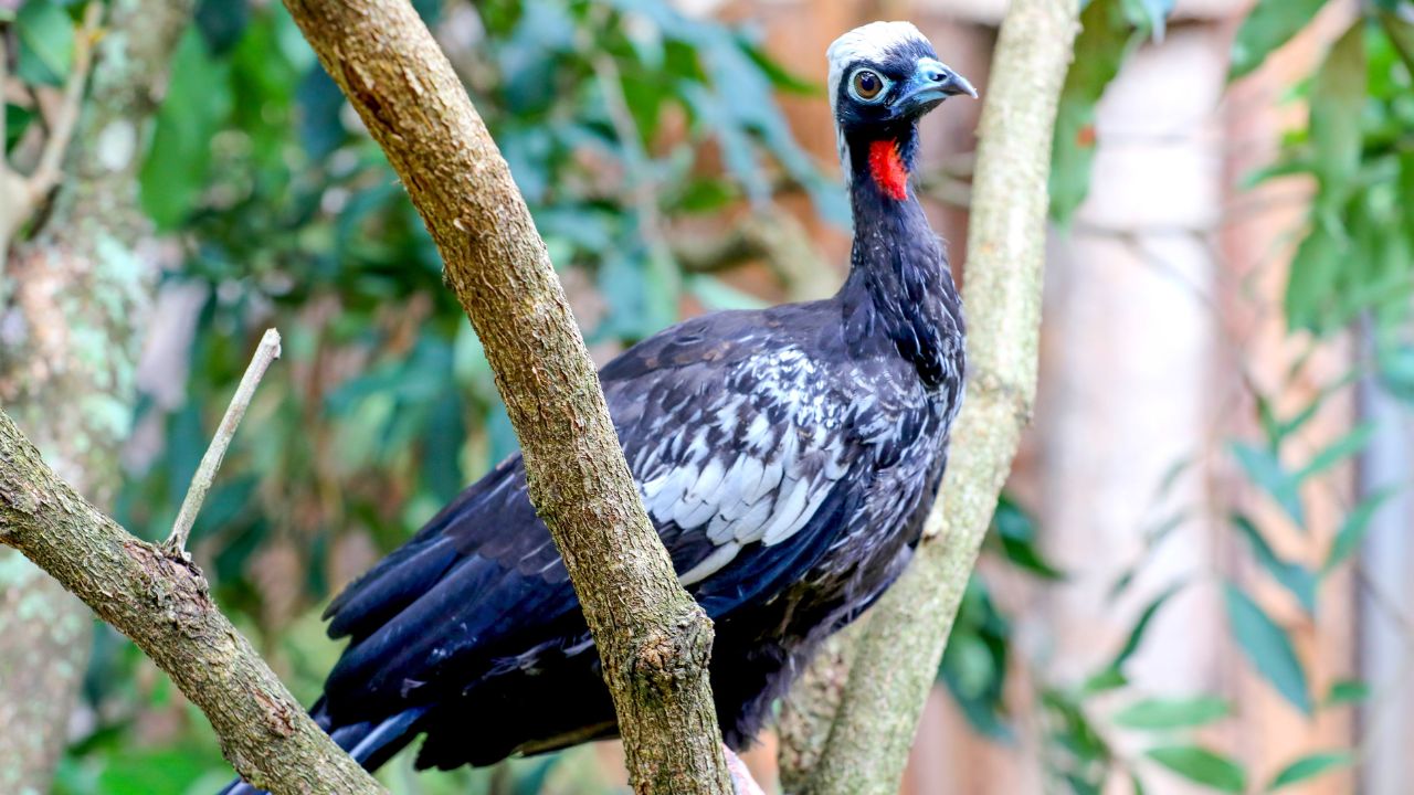 Jacuntingas em risco de extinção são reintroduzidas na natureza em SP para restaurar a Mata Atlântica