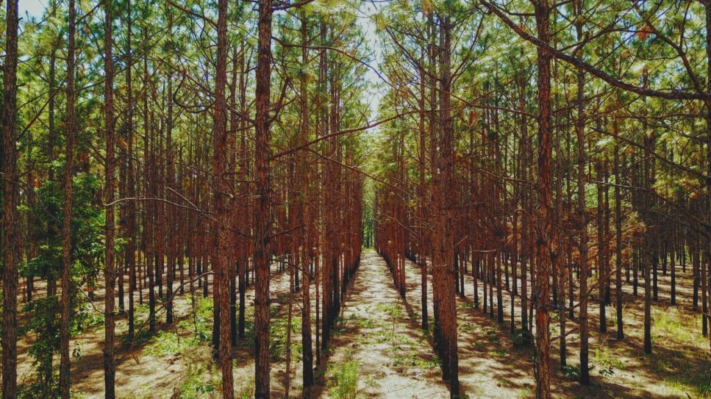 Reflorestamento inteligente: tecnologias e saberes locais para restaurar biomas