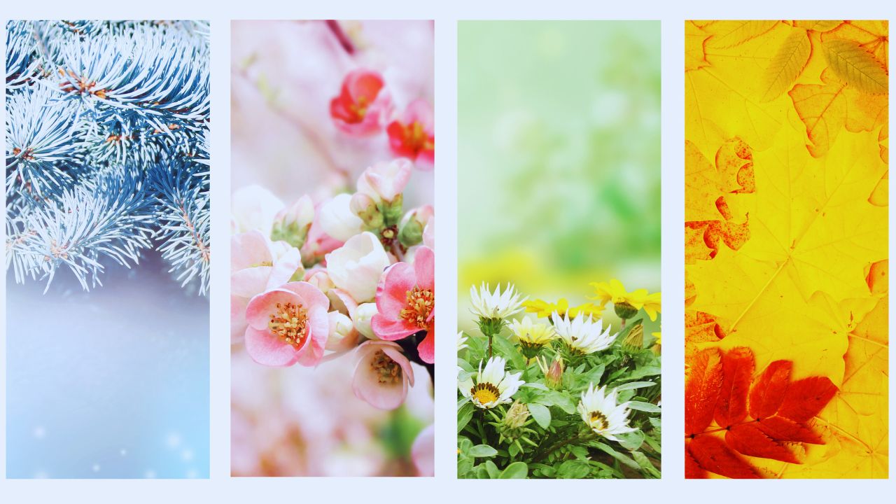 A folha do mês de agosto: o significado e suas origens