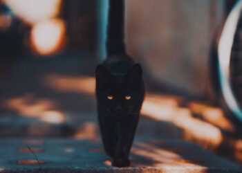 Como integrar as superstições de agosto em sua vida espiritual